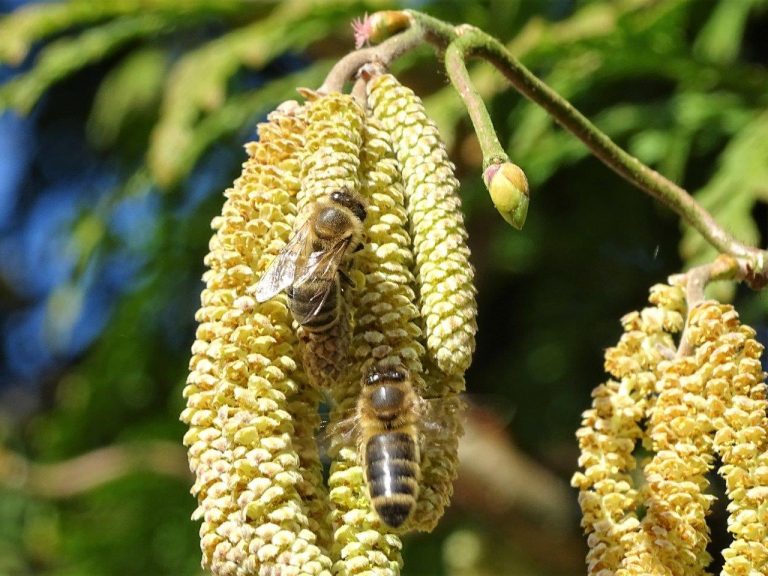 5 kwietnia nasze pszczoły oblatują leszczynę