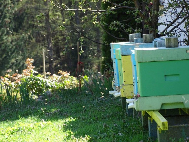 Otwarcie sezonu pszczelarskiego w CENTRUM PSZCZELARSKIM WILDE
